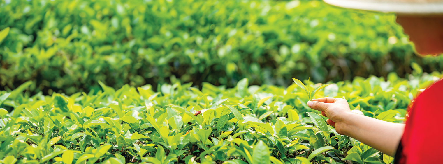 First Flush Chronicles: The Journey of Nepali Tea