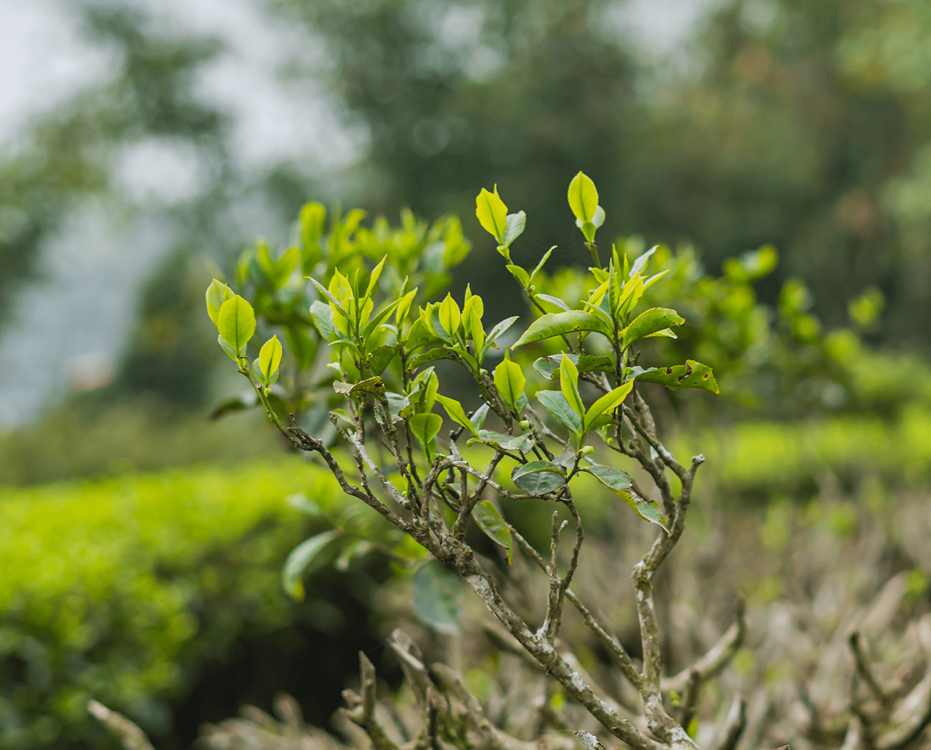 Unraveling Amazing Spring Tea Harvests From Across The World