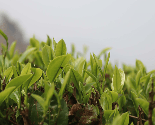 Everything you need to know about Nepali First Flush Tea