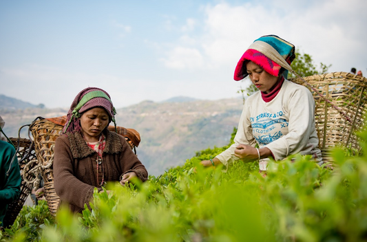 Voyaging into The Mystical World Of Himalayan Green Tea