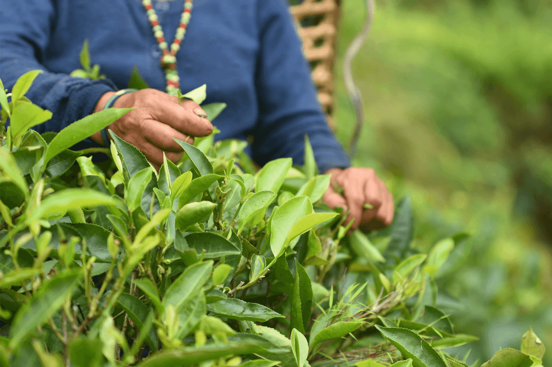 Benefits of Choosing Organic - Nepal Tea