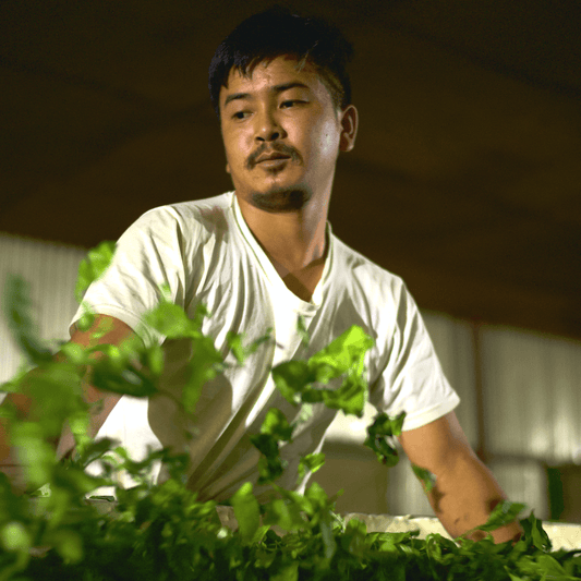 Conversation with the youngest tea maker of Nepal: Nikesh Gurung - Nepal Tea