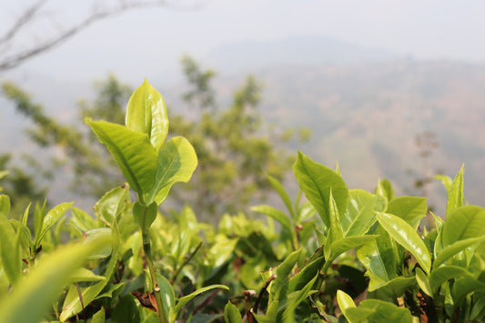 First Flush '23: A Tea Beyond its Taste - Nepal Tea