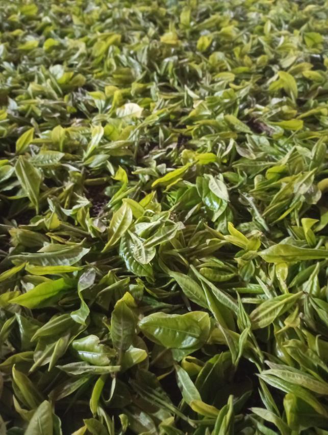 First Flush Stories: Amigo's Spring Adventure - Nepal Tea