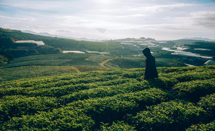 High Elevation vs. Low Elevation Teas: How Geography Can Change the Wa ...