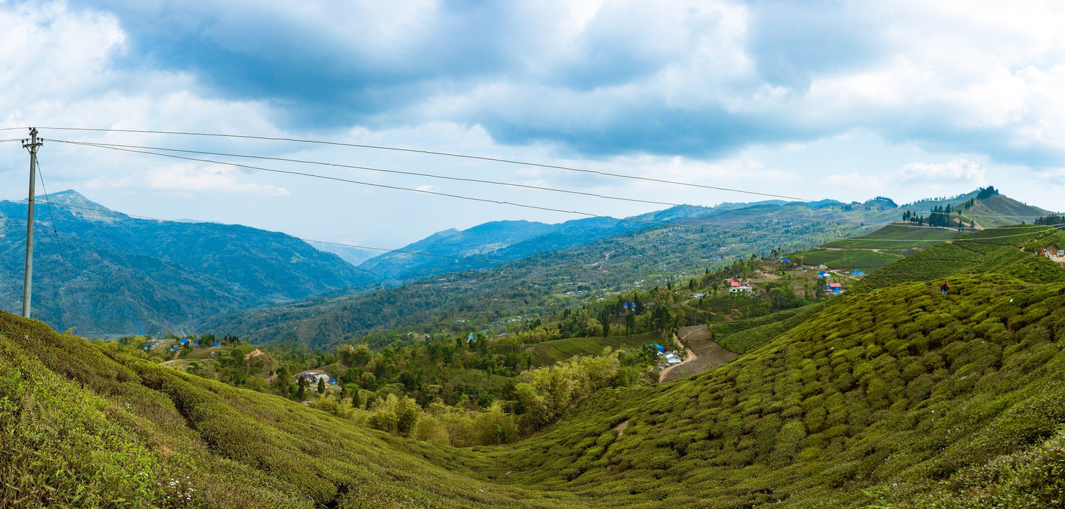 Immersive Tea Tours in Nepal - Nepal Tea