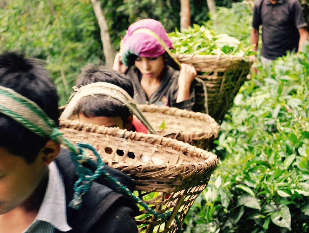 Leaders of the Loose-leaf Revolution - Nepal Tea