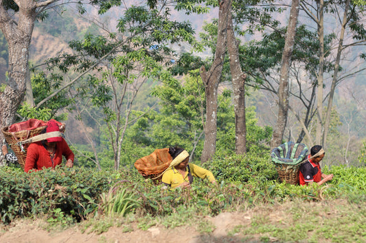 Nepal Tea and Darjeeling Tea - A Journey of Flavor and Distinction | Exploring the Himalayan Tea Treasures - Nepal Tea