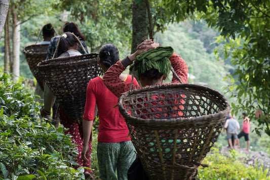 Regenerative Agriculture on Nepal’s High-Altitude Tea Gardens - Nepal Tea