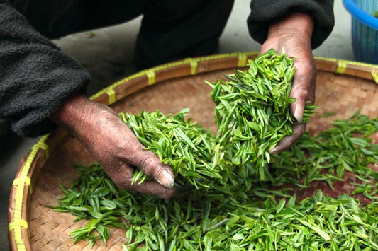 A Deep Dive Into The World Of Second Flush Tea