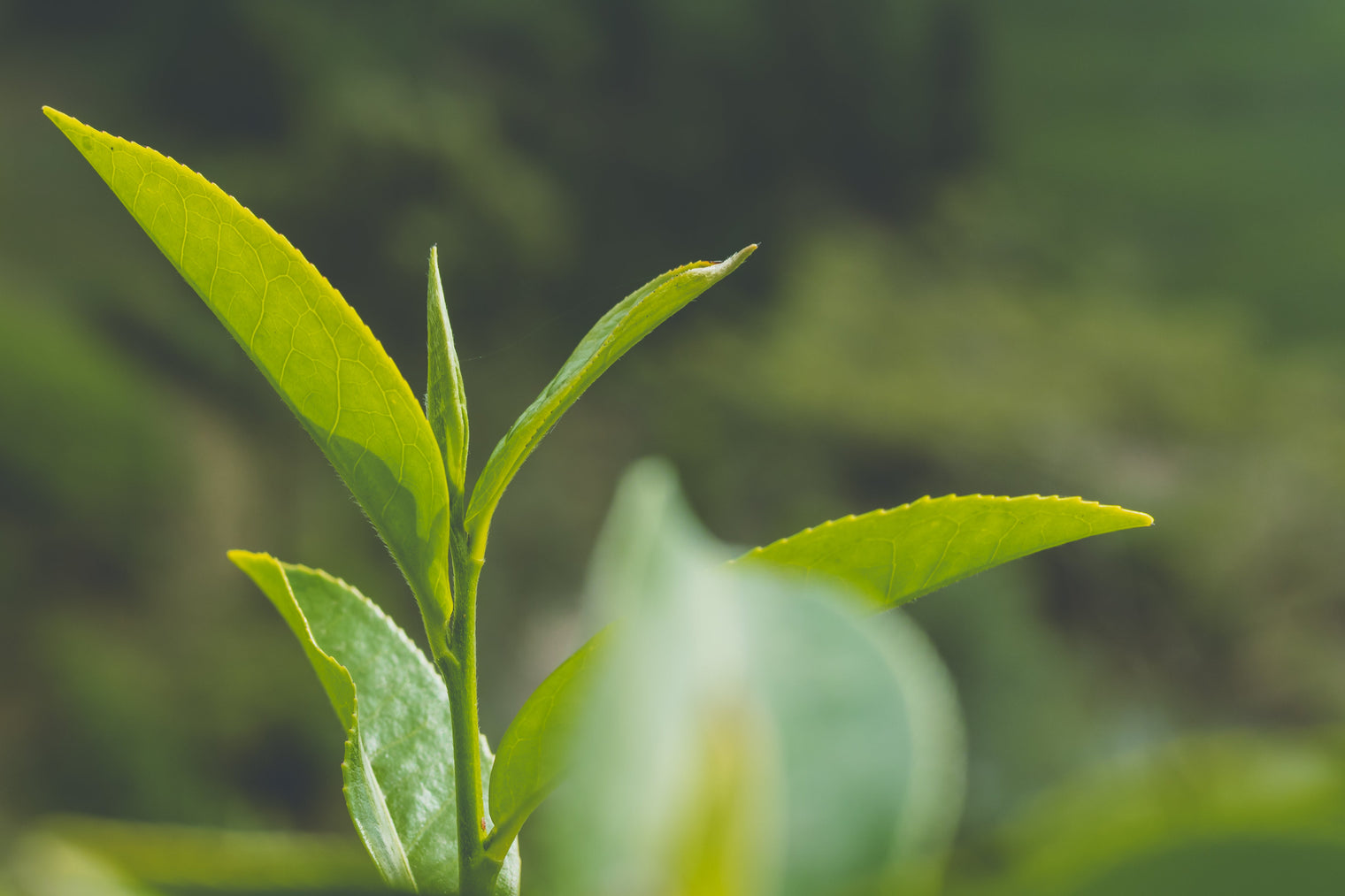 Tea Traditions: Spring Tea Harvests Across the World - Nepal Tea