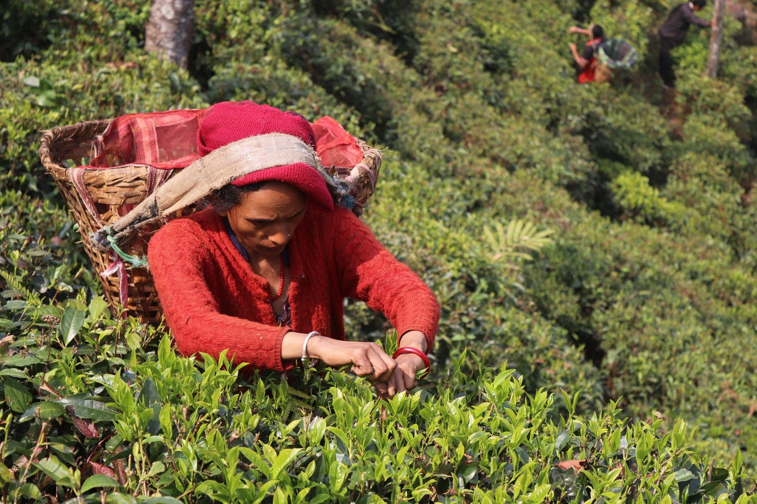 The Harvesting of First Flush Black Tea: A Delicate and Skilled Process - Nepal Tea