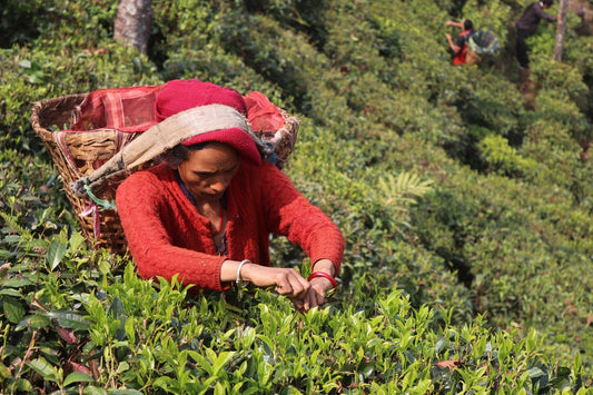 The Harvesting of First Flush Black Tea: A Delicate and Skilled Process - Nepal Tea