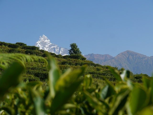 The History of Nepal Tea: Tea Culture in the Himalayas - Nepal Tea