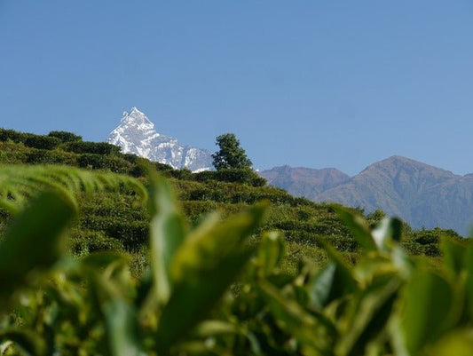 The History of Nepal Tea: Tea Culture in the Himalayas - Nepal Tea