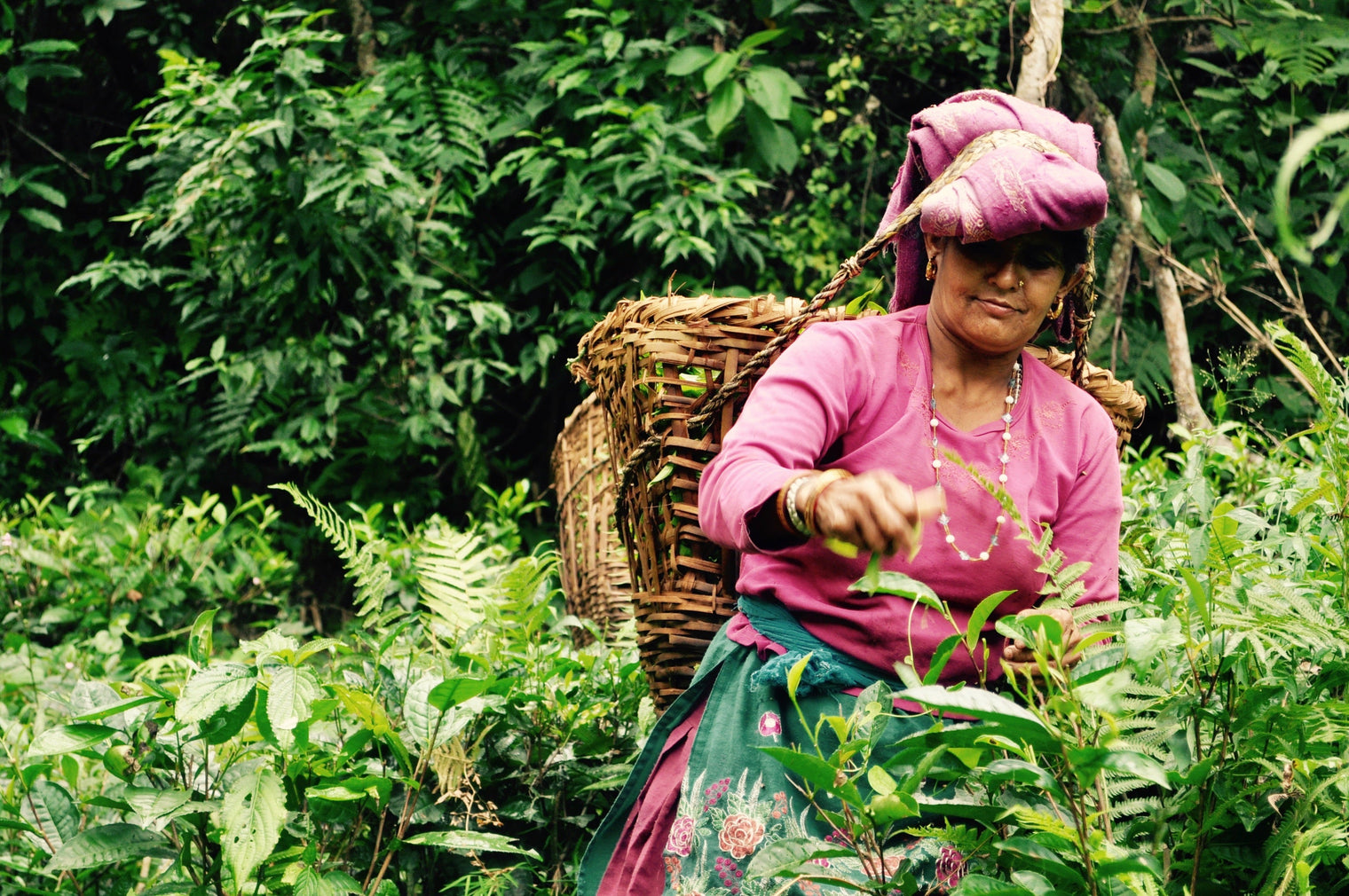 The Making of Nepal Tea - Nepal Tea