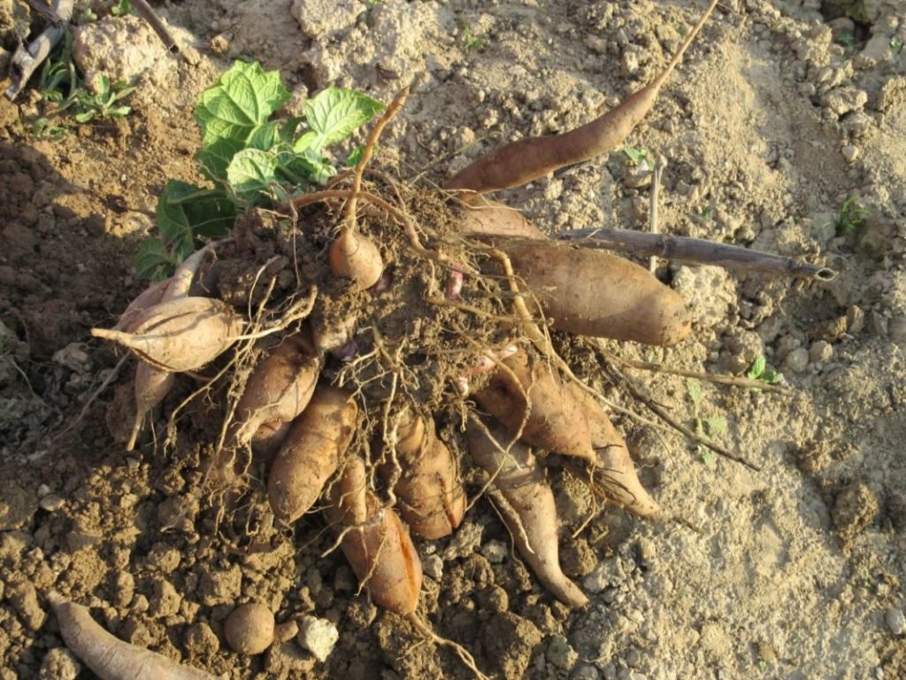 THE ORIGIN OF YACON - Nepal Tea