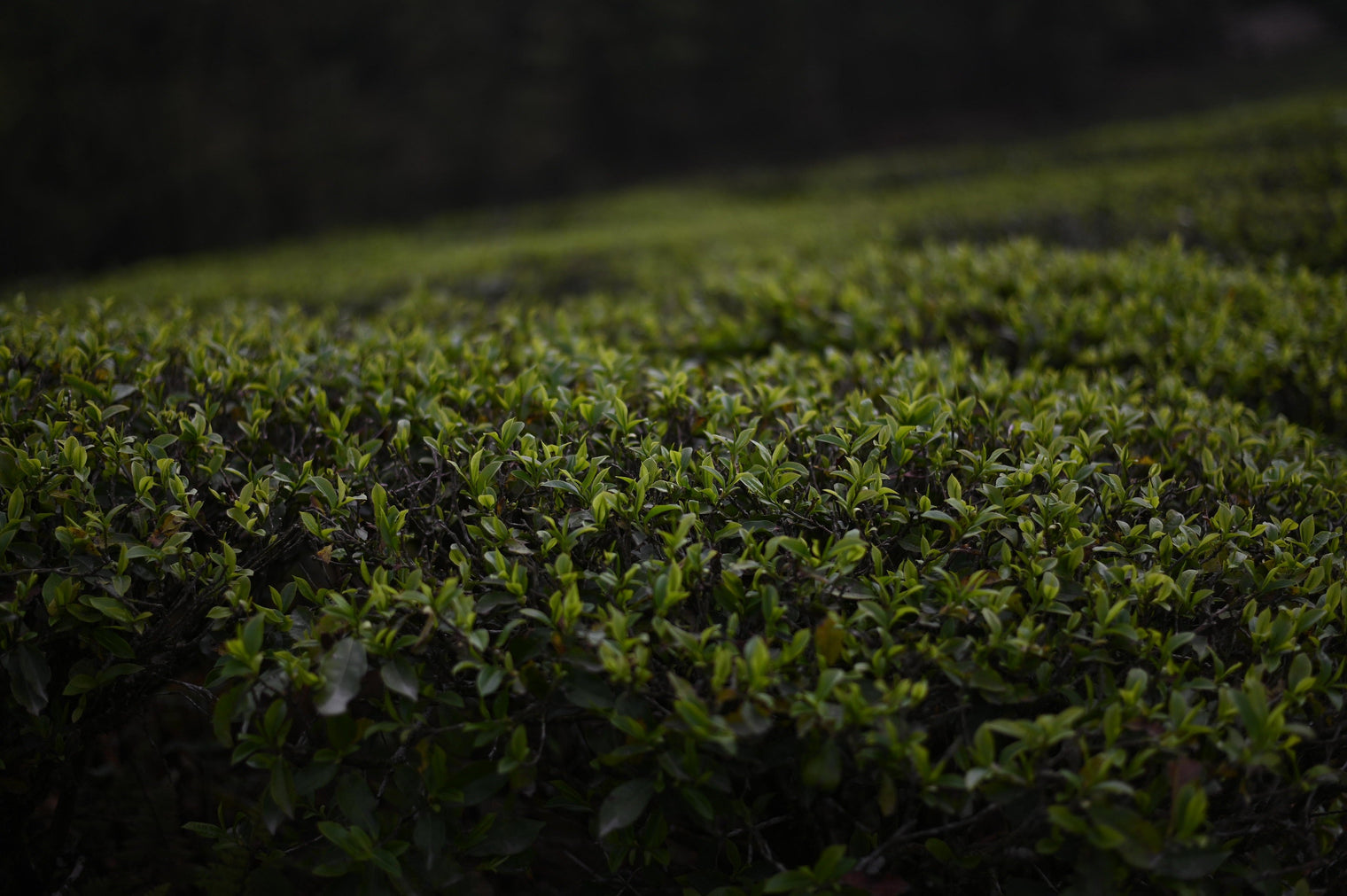  What Happens After You Buy a Pack of Our Nepali Tea  - Nepal Tea