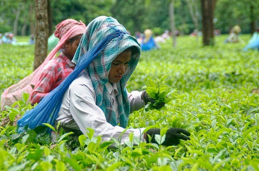 Which is Better? First Flush versus Second Flush - Nepal Tea