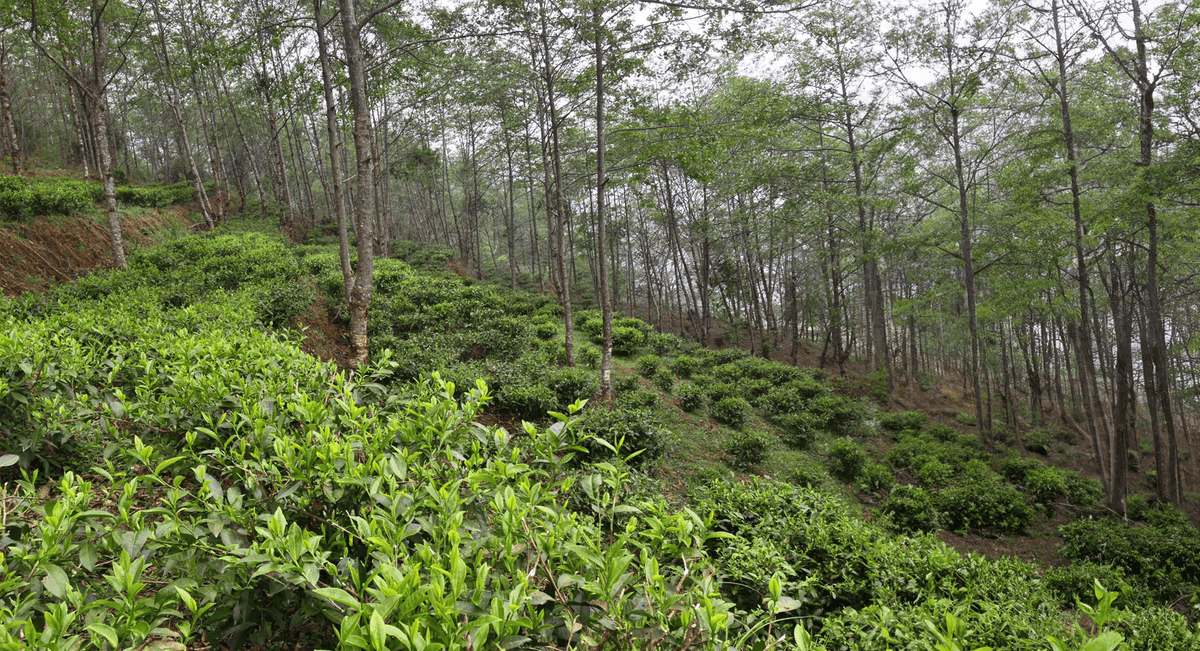 Aluma Tea Top of the World Teas | Nepali Loose Leaf Tea – Nepal Tea